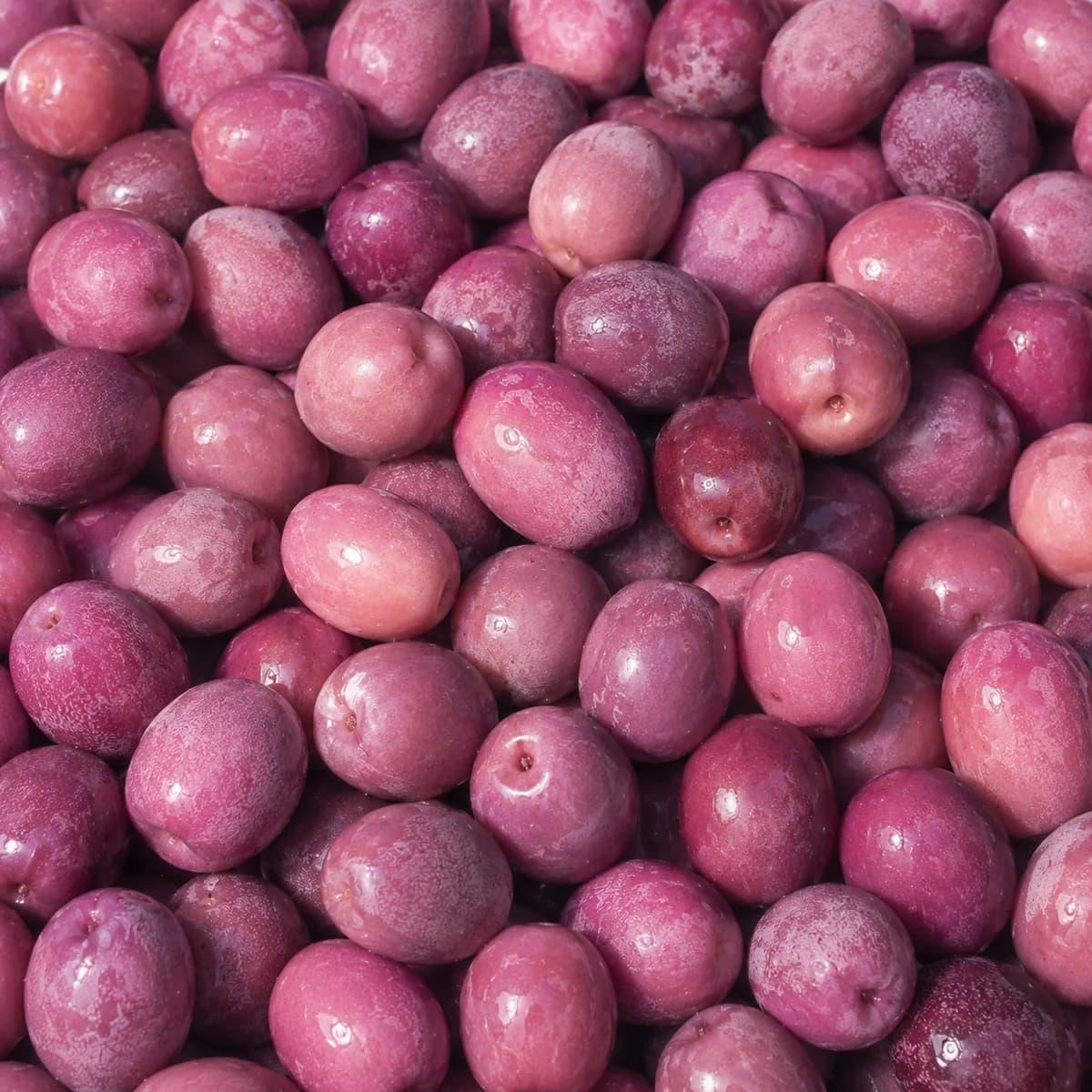 Olives violettes